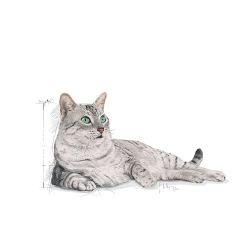 غذای رویال کنین ایندور گربه (Indoor Appetite Control) وزن 2 کیلوگرم - نمای 3 غذای رویال کنین ایندور گربه (Indoor Appetite Control) وزن 2 کیلوگرم - تصویر 3