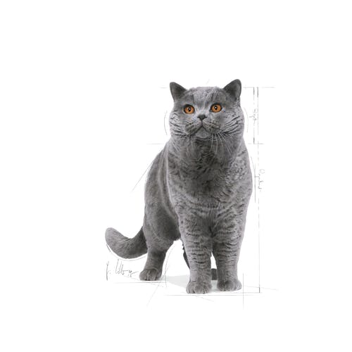 غذای خشک گربه رویال کنین مدل British Shorthair Adult وزن 4 کیلوگرم - نمای 5 غذای خشک گربه رویال کنین مدل British Shorthair Adult وزن 4 کیلوگرم - تصویر 5