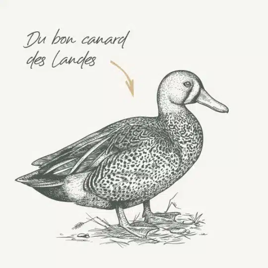 غذای خشک گربه بالغ بابین با طعم اردک بسته 1 کیلوگرمی (فله) - نمای 4 غذای خشک گربه بالغ بابین با طعم اردک بسته 1 کیلوگرمی (فله) - تصویر 4