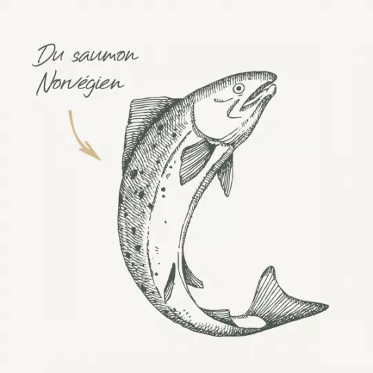 غذای گربه بابین با طعم سالمون وزن ۱.۵ کیلویی - نمای 4 غذای گربه بابین با طعم سالمون وزن ۱.۵ کیلویی - تصویر 4