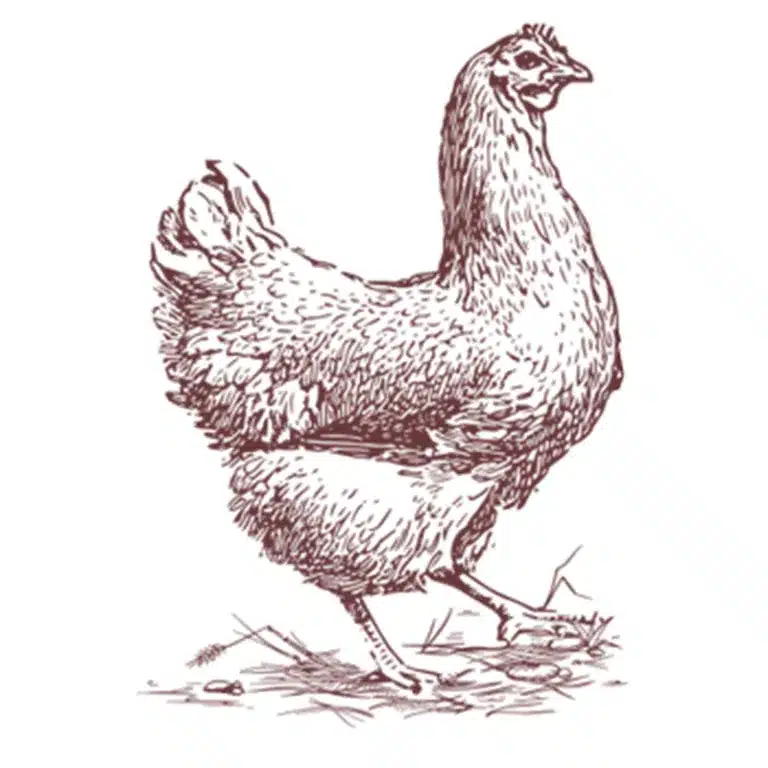 غذای خشک سگ بالغ بابین مدل کلاسیک بسته 1 کیلوگرمی (فله) - نمای 5 غذای خشک سگ بالغ بابین مدل کلاسیک بسته 1 کیلوگرمی (فله) - تصویر 5