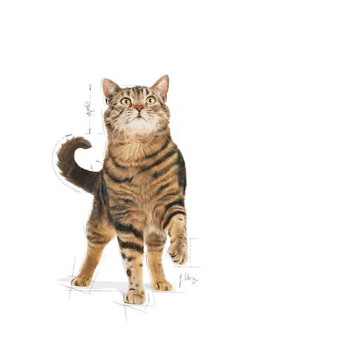 غذای خشک گربه رویال کنین مدل Appetite Control Care وزن 2 کیلوگرم - نمای 4 غذای خشک گربه رویال کنین مدل Appetite Control Care وزن 2 کیلوگرم - تصویر 4