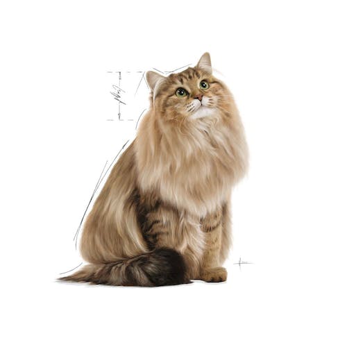 پوچ گربه رویال کنین مدل Hairball Care وزن 85 گرم - نمای 5 پوچ گربه رویال کنین مدل Hairball Care وزن 85 گرم - تصویر 5