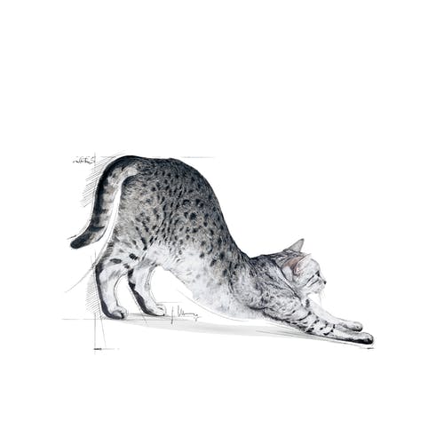 غذای خشک گربه رویال کنین مدل indoor وزن 2 کیلوگرم - نمای 5 غذای خشک گربه رویال کنین مدل indoor وزن 2 کیلوگرم - تصویر 5