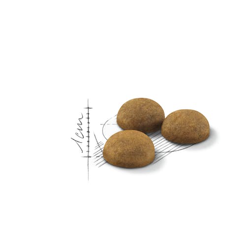 غذای خشک گربه رویال کنین مدل indoor long hair وزن 2 کیلوگرم - نمای 4 غذای خشک گربه رویال کنین مدل indoor long hair وزن 2 کیلوگرم - تصویر 4