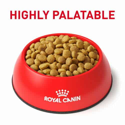 غذای خشک گربه رویال کنین مدل Urinary S/O Moderate Calorie وزن 1.5 کیلگرمی - نمای 5 غذای خشک گربه رویال کنین مدل Urinary S/O Moderate Calorie وزن 1.5 کیلگرمی - تصویر 5