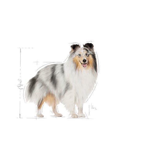 غذای خشک سگ رویال کنین مدل Mini Coat Care وزن 3 کیلوگرم - نمای 5 غذای خشک سگ رویال کنین مدل Mini Coat Care وزن 3 کیلوگرم - تصویر 5