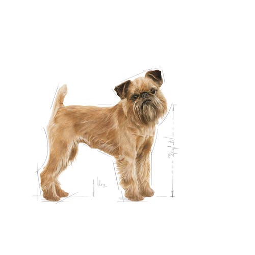 غذای خشک سگ رویال کنین مدل Mini Dental Care وزن 3 کیلوگرم - نمای 5 غذای خشک سگ رویال کنین مدل Mini Dental Care وزن 3 کیلوگرم - تصویر 5