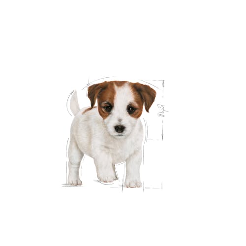 غذای سگ رویال کنین پاپی (Mini Puppy) وزن 2 کیلوگرم - نمای 4 غذای سگ رویال کنین پاپی (Mini Puppy) وزن 2 کیلوگرم - تصویر 4