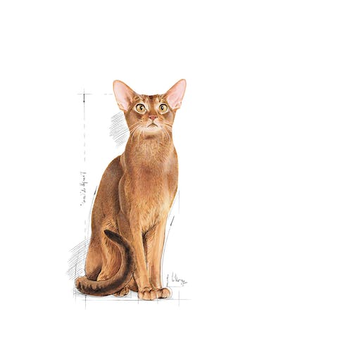 غذای خشک گربه رویال کنین مدل Protein Exigent وزن 2 کیلوگرم - نمای 3 غذای خشک گربه رویال کنین مدل Protein Exigent وزن 2 کیلوگرم - تصویر 3