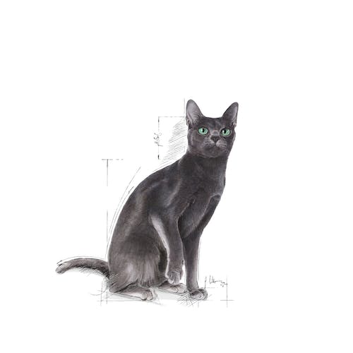 غذای خشک گربه رویال کنین مدل Sterilised بسته 400 گرمی - نمای 3 غذای خشک گربه رویال کنین مدل Sterilised بسته 400 گرمی - تصویر 3