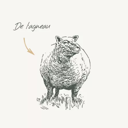 پوچ گربه بابین با طعم بره - نمای 3 پوچ گربه بابین با طعم بره - تصویر 3